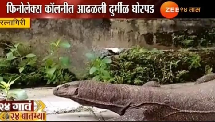 रत्नागिरीतील तरुणांनी घोरपडीला दिले जीवनदान रत्नागिरीतील तरुणांनी घोरपडीला दिले जीवनदान