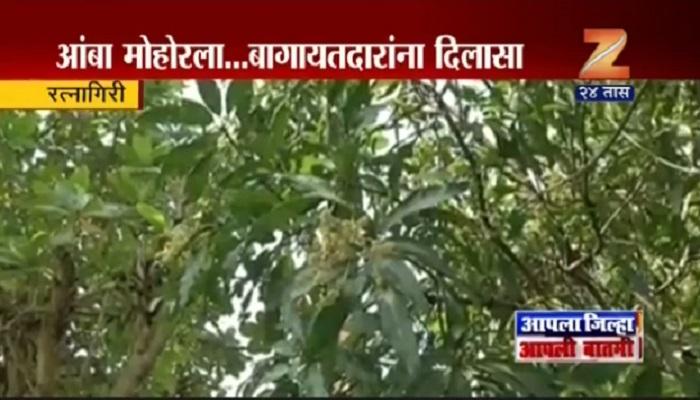 आंब्याला मोहोर आल्याने बागायतदार आनंदित आंब्याला मोहोर आल्याने बागायतदार आनंदित