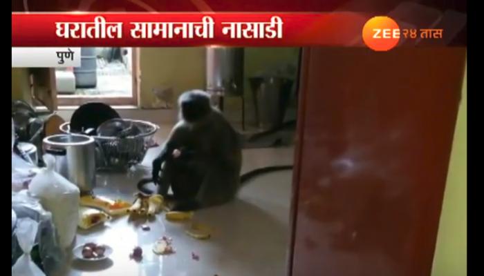 पुण्यात माकडांचा उपद्रव, घरात घुसून वस्तूंची नासाडी पुण्यात माकडांचा उपद्रव, घरात घुसून वस्तूंची नासाडी