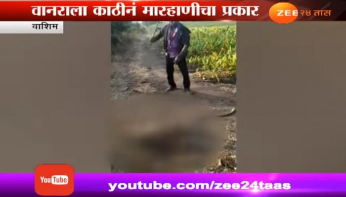 वानराला मारहाण प्रकरणी वनविभागाने तिघांना घेतले ताब्यात वानराला मारहाण प्रकरणी वनविभागाने तिघांना घेतले ताब्यात