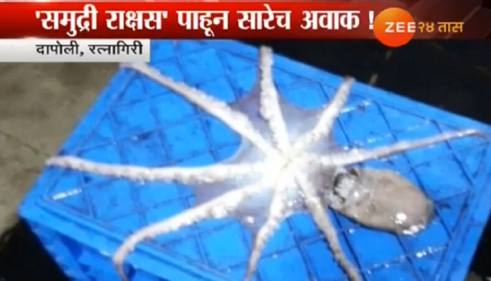 रत्नागिरीत पुन्हा एकदा आढळला 'समुद्री राक्षस' रत्नागिरीत पुन्हा एकदा आढळला 'समुद्री राक्षस'