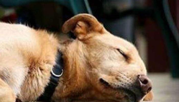कुत्र्याच्या प्रेमापोटी बापाने मुलाविरोधात दाखल केला गुन्हा कुत्र्याच्या प्रेमापोटी बापाने मुलाविरोधात दाखल केला गुन्हा