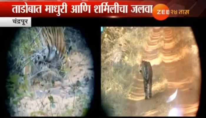 ताडोबातील बफरझोनकडे माधुरी आणि शर्मिलीमुळे पर्यटकांचा मोर्चा ताडोबातील बफरझोनकडे माधुरी आणि शर्मिलीमुळे पर्यटकांचा मोर्चा
