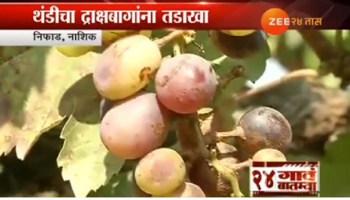 थंडीचा द्राक्षबागांना फटका, तर गव्हाला फायदा थंडीचा द्राक्षबागांना फटका, तर गव्हाला फायदा