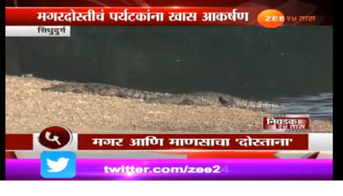 अशी ही मैत्री : एका शिठ्ठीच्या हाकेला येतात 40-50 मगरी अशी ही मैत्री : एका शिठ्ठीच्या हाकेला येतात 40-50 मगरी
