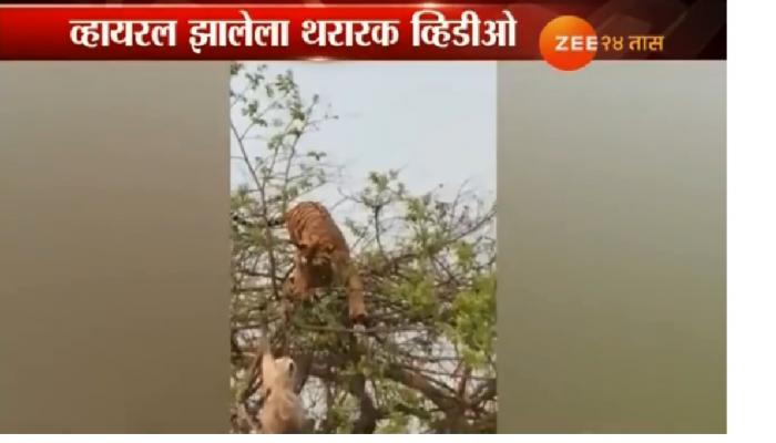 माकडाने वाघाला आणि मृत्यूला असा चकवा दिला माकडाने वाघाला आणि मृत्यूला असा चकवा दिला