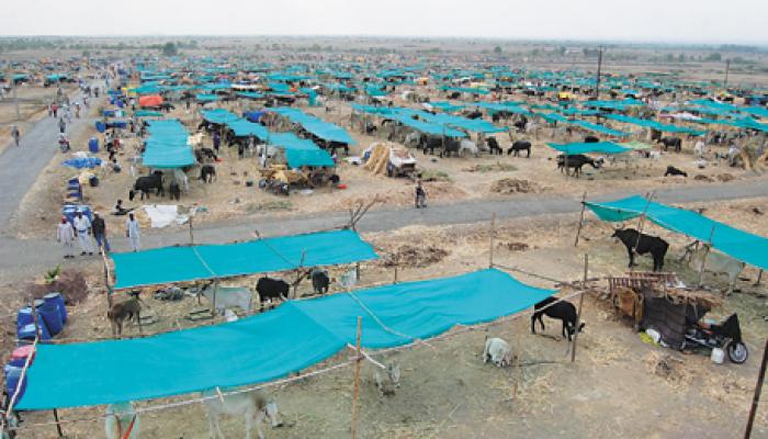 चारा छावणी भ्रष्टाचार : राज्य सरकारला मुंबई उच्च न्यायालयाने फटकारले चारा छावणी भ्रष्टाचार : राज्य सरकारला मुंबई उच्च न्यायालयाने फटकारले