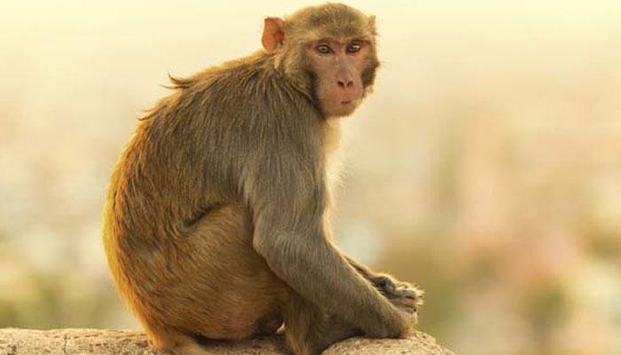 Viral Video: माकडाने पर्यटकाच्या पर्समधून पैसे काढून उडवले Viral Video: माकडाने पर्यटकाच्या पर्समधून पैसे काढून उडवले