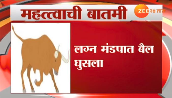 लग्नमंडपात बैल घुसल्याने १२ जण जखमी लग्नमंडपात बैल घुसल्याने १२ जण जखमी