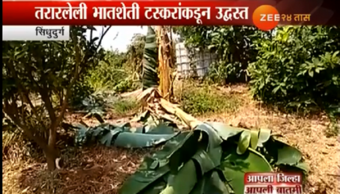 दोडामार्गात मस्तवाल टस्कारांचा धुमाकूळ, नागरिक धास्तावले दोडामार्गात मस्तवाल टस्कारांचा धुमाकूळ, नागरिक धास्तावले