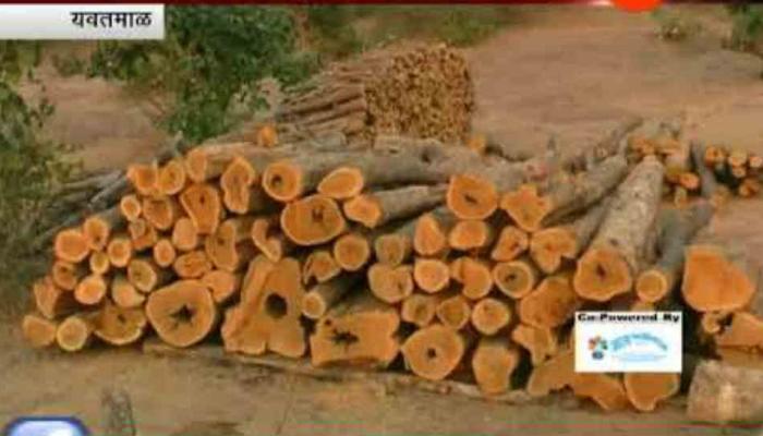 यवतमाळमध्ये सागवान वृक्षांच्या बेकायदेशीर कत्तलीवर कारवाई यवतमाळमध्ये सागवान वृक्षांच्या बेकायदेशीर कत्तलीवर कारवाई