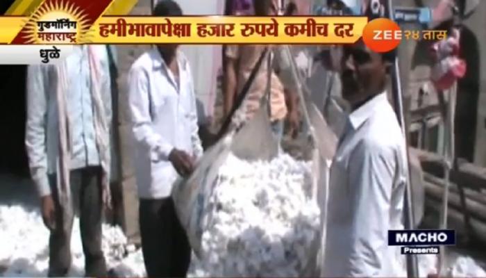 कापूस उत्पादक शेतकऱ्यांना हमीभावापेक्षा कमी दर कापूस उत्पादक शेतकऱ्यांना हमीभावापेक्षा कमी दर