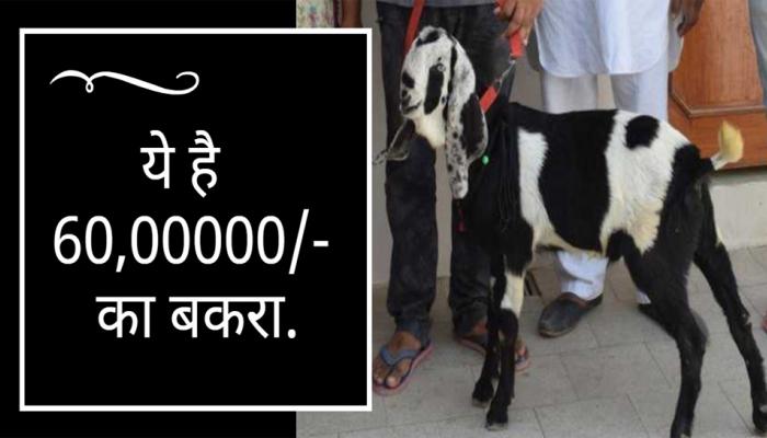 बकऱ्याच्या कानावर आलाय हा शब्द, किंमत पोहोचली ६० लाखांवर बकऱ्याच्या कानावर आलाय हा शब्द, किंमत पोहोचली ६० लाखांवर