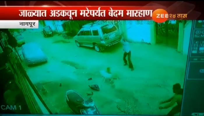 भटक्या कुत्र्यांची निघृण हत्या करून फेकलं भटक्या कुत्र्यांची निघृण हत्या करून फेकलं