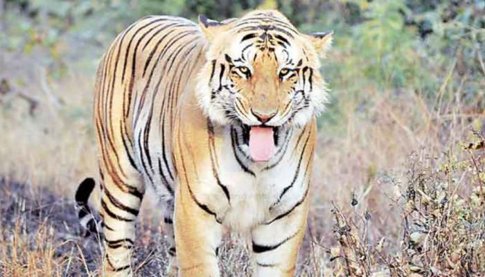 अखेर, 'जाई'नंही प्राण सोडले! अखेर, 'जाई'नंही प्राण सोडले!