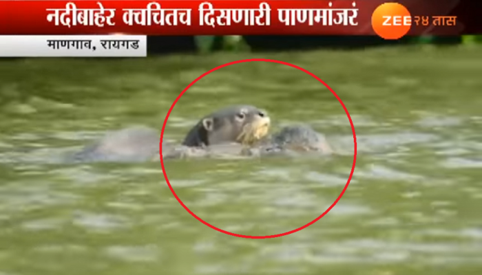 व्हिडिओ : काळ नदीच्या पात्रात दुर्मिळ पाणमांजराचं दर्शन व्हिडिओ : काळ नदीच्या पात्रात दुर्मिळ पाणमांजराचं दर्शन