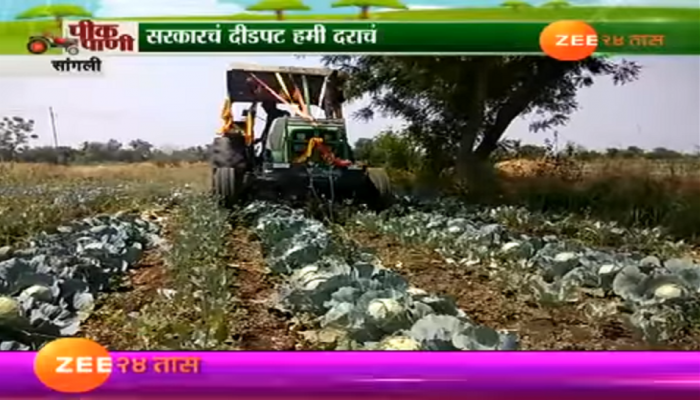 कोबीचे दर घसरले, शेतकऱ्याने शेतातल्या कोबीवर फिरवला रोटर कोबीचे दर घसरले, शेतकऱ्याने शेतातल्या कोबीवर फिरवला रोटर