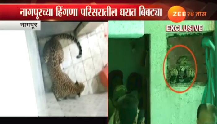 पोलिसाच्या घरात बिबट्या घुसला, बाथरुममध्ये लपला पोलिसाच्या घरात बिबट्या घुसला, बाथरुममध्ये लपला