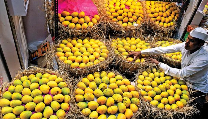 हापूस आंबा कुणाचा? देवगडचा की रत्नागिरीचा? हापूस आंबा कुणाचा? देवगडचा की रत्नागिरीचा?