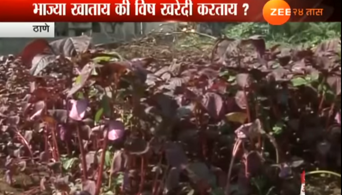 VIDEO : आपल्या घरात येणाऱ्या भाज्यांचे हे धक्कादायक वास्तव VIDEO : आपल्या घरात येणाऱ्या भाज्यांचे हे धक्कादायक वास्तव