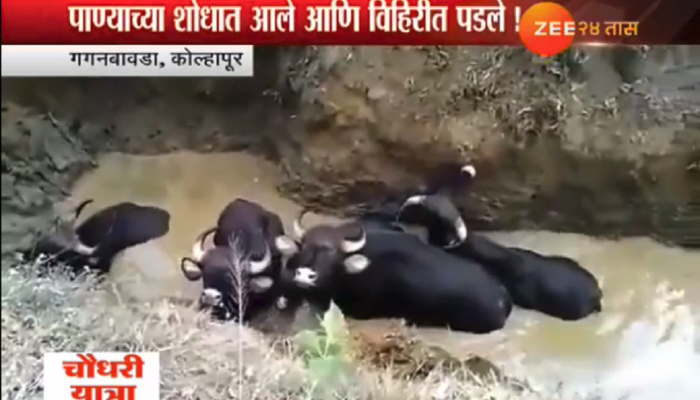 २४ तासांनंतर विहिरीत पडलेल्या गव्यांची सुटका २४ तासांनंतर विहिरीत पडलेल्या गव्यांची सुटका