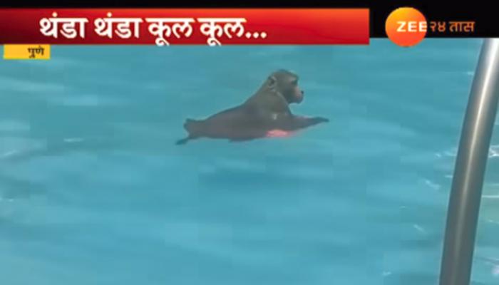 ...आणि माकडाने घेतला स्विमिंग टॅंकमध्ये पोहण्याचा असा आनंद ! ...आणि माकडाने घेतला स्विमिंग टॅंकमध्ये पोहण्याचा असा आनंद !