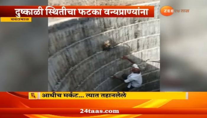 पाण्याच्या शोधात असलेली २५ माकडं विहिरीत पडली पाण्याच्या शोधात असलेली २५ माकडं विहिरीत पडली