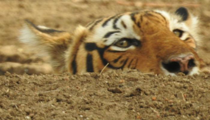 ब्लॉग : अशी होती आमची 'रणथंबोर' अभयारण्यातली सफारी ब्लॉग : अशी होती आमची 'रणथंबोर' अभयारण्यातली सफारी